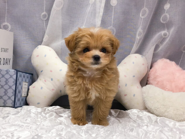愛知県のハーフ犬・ミックス犬 (アミーゴ知立店/2026年5月1日生まれ/男の子/02 レッド系)の子犬