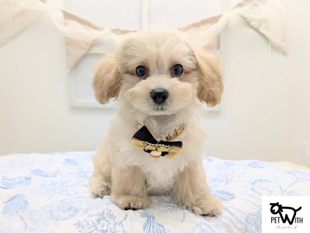 福島県のハーフ犬・ミックス犬 (アミーゴ会津若松店/2026年4月29日生まれ/男の子/アプリコット)の子犬