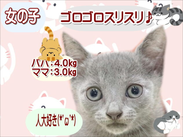 大阪府のロシアンブルー (アミーゴ鳳店/2026年5月12日生まれ/男の子/ブルー)の子猫の1枚目の画像