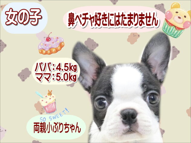 大阪府のボストンテリア (アミーゴ鳳店/2026年5月18日生まれ/女の子/ボストンカラー)の子犬の1枚目の画像