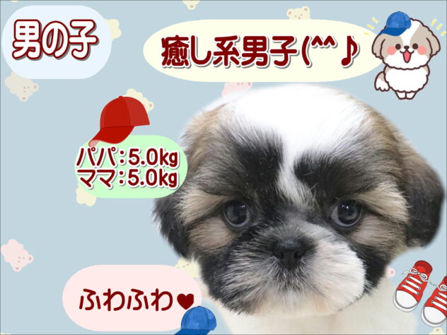大阪府のシーズー (アミーゴ鳳店/2026年5月7日生まれ/男の子/ゴールドホワイト)の子犬の1枚目の画像