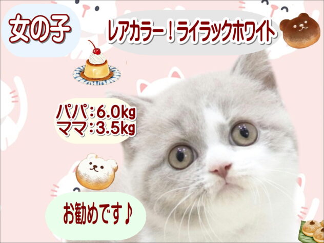 大阪府のブリティッシュショートヘアー (アミーゴ鳳店/2026年5月12日生まれ/女の子/ライラックホワイト)の子猫の1枚目の画像
