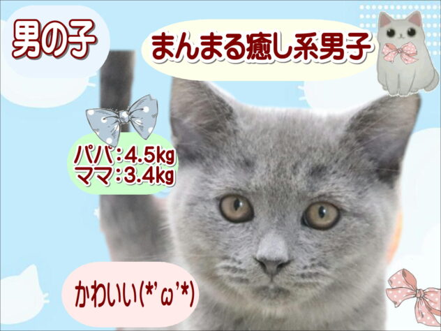 大阪府のブリティッシュショートヘアー (アミーゴ鳳店/2026年4月20日生まれ/男の子/ブルー)の子猫の1枚目の画像