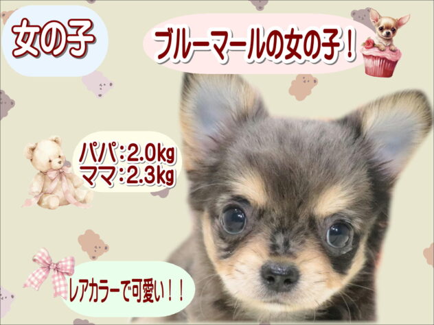 大阪府のチワワ(ロング) (アミーゴ鳳店/2026年5月5日生まれ/女の子/ブルーマール)の子犬の1枚目の画像