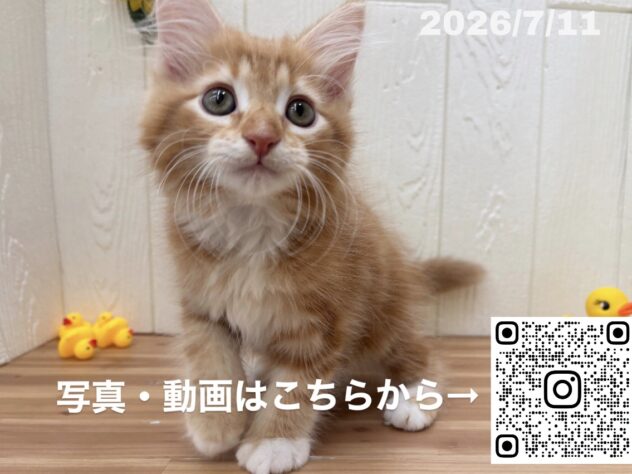 広島県のサイベリアン (アミーゴ大町店/2026年5月8日生まれ/男の子/ブラウンタビーホワイト)の子猫の2枚目の画像