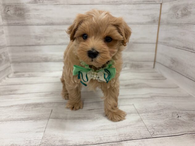 福島県のハーフ犬・ミックス犬 (アミーゴ小名浜店/2026年5月3日生まれ/男の子/02 レッド系)の子犬の2枚目の画像