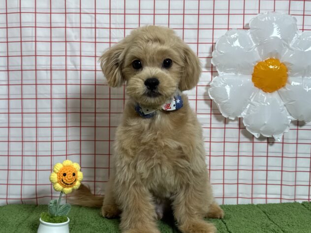 山形県のハーフ犬・ミックス犬 (アミーゴ酒田店/2026年1月25日生まれ/男の子/クリーム)の子犬の2枚目の画像