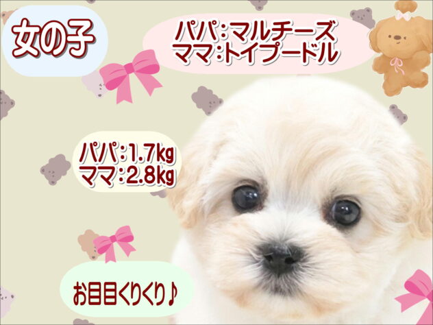 大阪府のハーフ犬・ミックス犬 (アミーゴ鳳店/2026年5月28日生まれ/女の子/クリーム)の子犬の1枚目の画像