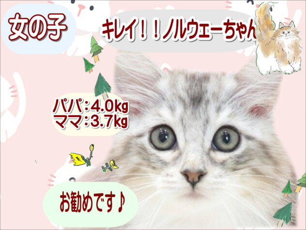 大阪府のノルウェージャンフォレストキャット (アミーゴ鳳店/2026年5月6日生まれ/女の子/ブラウンタビーホワイトロング)の子猫の1枚目の画像