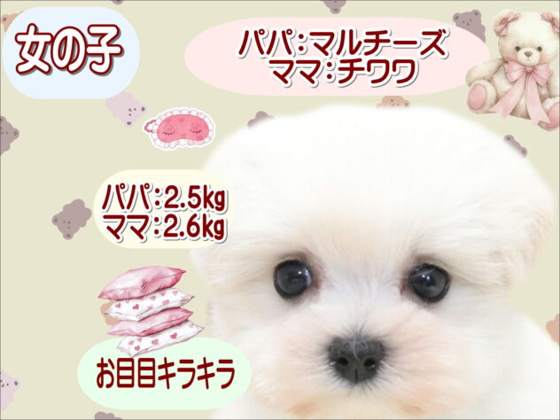 大阪府のハーフ犬・ミックス犬 (アミーゴ鳳店/2026年5月30日生まれ/女の子/ホワイト)の子犬の1枚目の画像