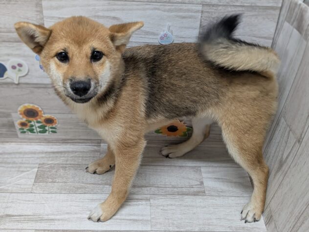 岩手県の柴犬(標準サイズ) (アミーゴ一関店/2026年2月18日生まれ/女の子/赤)の子犬