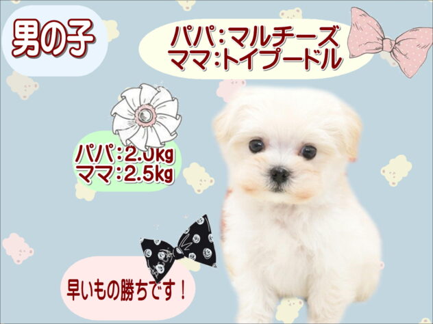 大阪府のハーフ犬・ミックス犬 (アミーゴ鳳店/2026年5月31日生まれ/男の子/クリーム)の子犬の1枚目の画像