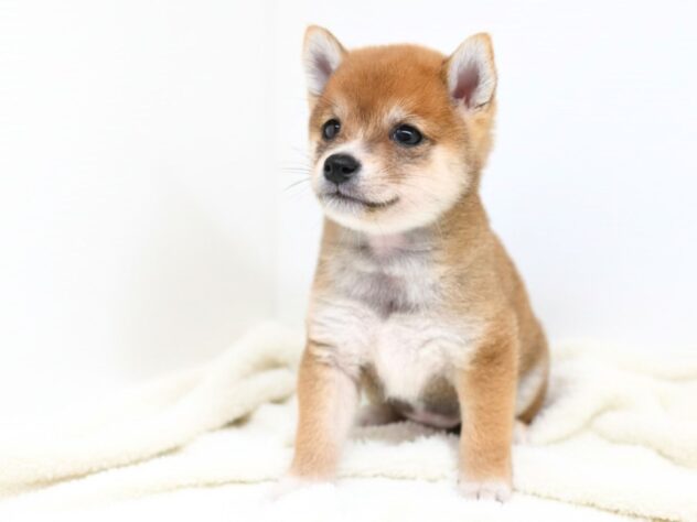 岡山県の豆柴 (アミーゴ大安寺店/2026年6月2日生まれ/男の子/赤)の子犬の4枚目の画像