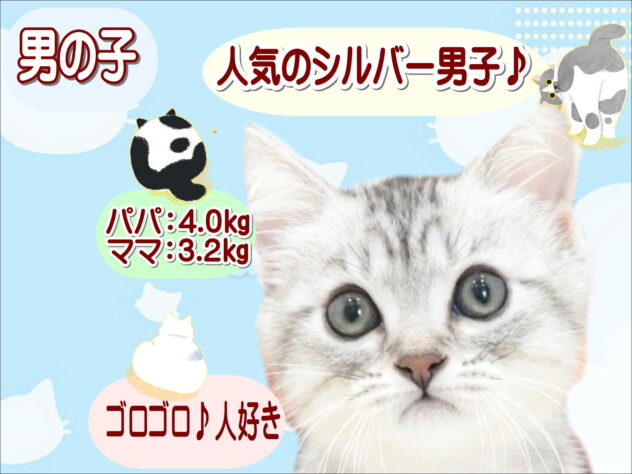 大阪府のスコティッシュフォールド (アミーゴ鳳店/2026年5月7日生まれ/男の子/シルバーマッカレルタビー)の子猫の1枚目の画像
