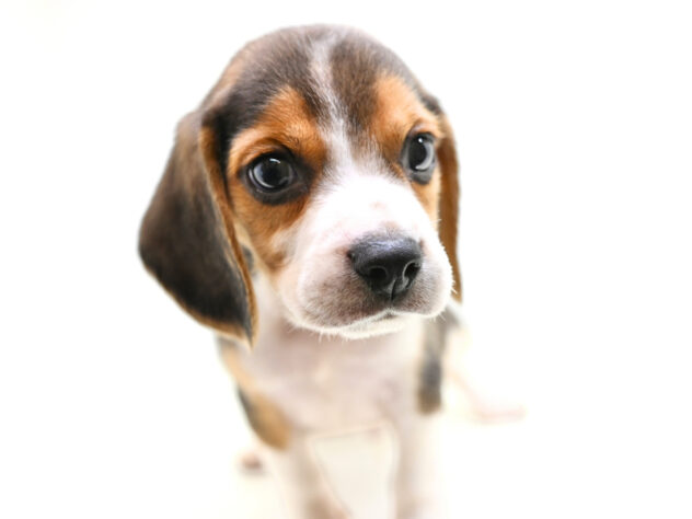 岡山県のビーグル (アミーゴ大安寺店/2026年5月20日生まれ/男の子/ブラックタンホワイト)の子犬の4枚目の画像