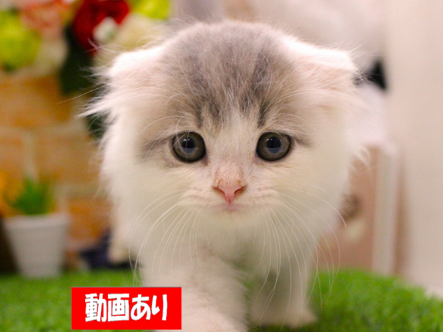 兵庫県のスコティッシュフォールド (ペット・プラザ アミーゴ三田店/2026年5月7日生まれ/男の子/ブルータビーホワイト)の子猫の1枚目の画像