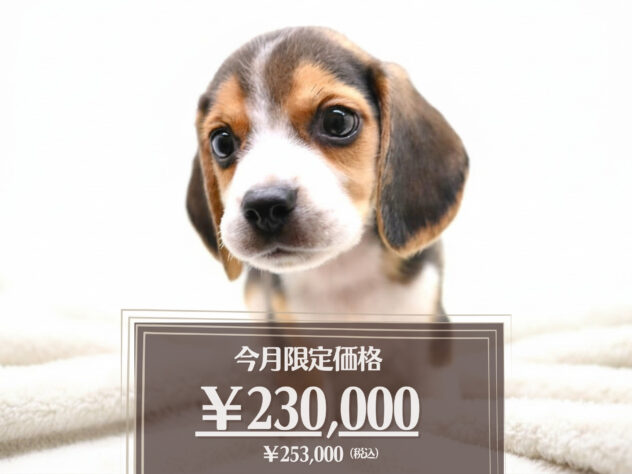 岡山県のビーグル (アミーゴ大安寺店/2026年5月20日生まれ/男の子/ブラックタンホワイト)の子犬の1枚目の画像