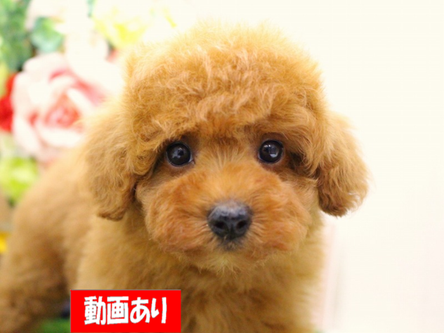 兵庫県のトイプードル(トイ) (ペット・プラザ アミーゴ三田店/2026年5月25日生まれ/女の子/レッドフォーン)の子犬の1枚目の画像