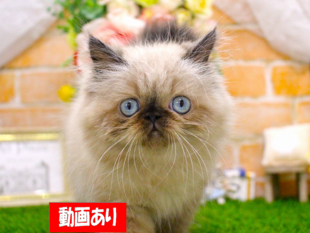 兵庫県のヒマラヤン (ペット・プラザ アミーゴ三田店/2026年5月6日生まれ/男の子/シールポイント)の子猫の1枚目の画像
