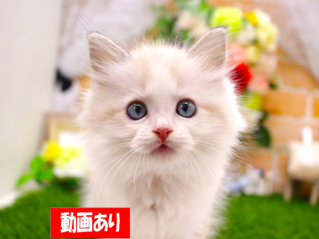 兵庫県のラグドール (ペット・プラザ アミーゴ三田店/2026年5月30日生まれ/男の子/シールリンクスポイントバイカラー)の子猫の1枚目の画像