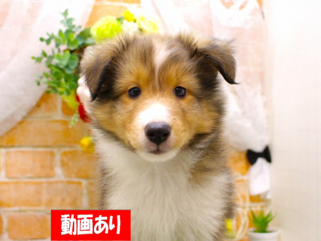 兵庫県のシェットランドシープドッグ (ペット・プラザ アミーゴ三田店/2026年5月4日生まれ/男の子/ウルフセーブルホワイト)の子犬の1枚目の画像