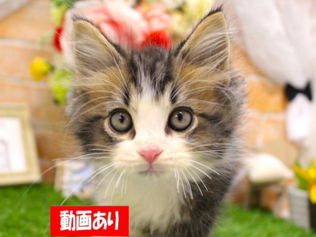 兵庫県のミヌエット (ペット・プラザ アミーゴ三田店/2026年5月14日生まれ/男の子/ブラウンタビーホワイト)の子猫の1枚目の画像