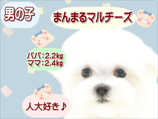 大阪府のマルチーズ (アミーゴ鳳店/2026年5月4日生まれ/男の子/ホワイト)の子犬の1枚目の画像