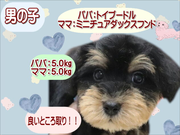 大阪府のハーフ犬・ミックス犬 (アミーゴ鳳店/2026年5月9日生まれ/男の子/ブラックタン)の子犬の1枚目の画像