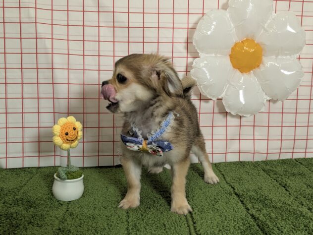 山形県のハーフ犬・ミックス犬 (アミーゴ酒田店/2026年4月26日生まれ/男の子/フォーン)の子犬の2枚目の画像