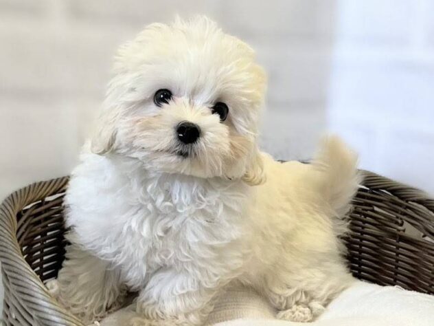 秋田県のハーフ犬・ミックス犬 (アミーゴ秋田茨島店/2026年4月9日生まれ/男の子/ホワイト)の子犬