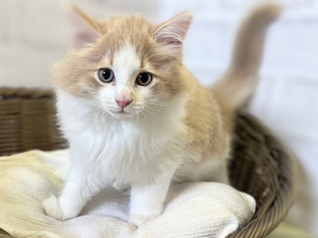 秋田県のノルウェージャンフォレストキャット (アミーゴ秋田茨島店/2026年4月28日生まれ/男の子/クリームタビーホワイト)の子猫