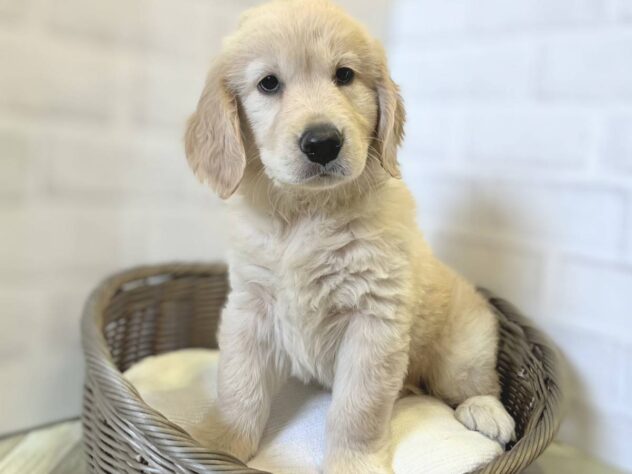 秋田県のゴールデンレトリバー (アミーゴ秋田茨島店/2026年5月3日生まれ/男の子/クリーム)の子犬