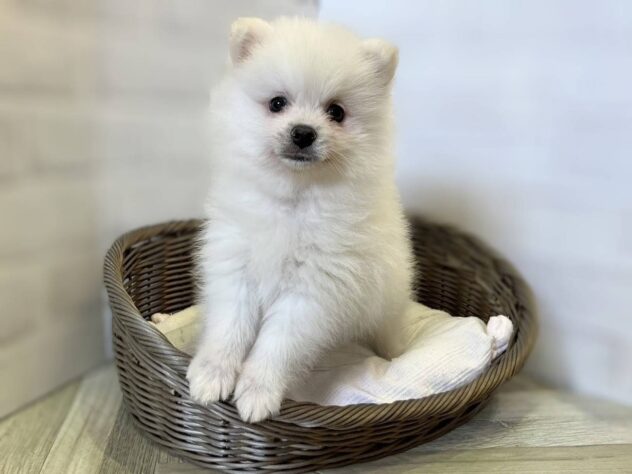 秋田県のポメラニアン (アミーゴ秋田茨島店/2026年5月3日生まれ/男の子/クリーム)の子犬