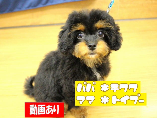 兵庫県のハーフ犬・ミックス犬 (ペット・プラザ アミーゴ三田店/2026年3月21日生まれ/男の子/ブラックタン)の子犬の1枚目の画像