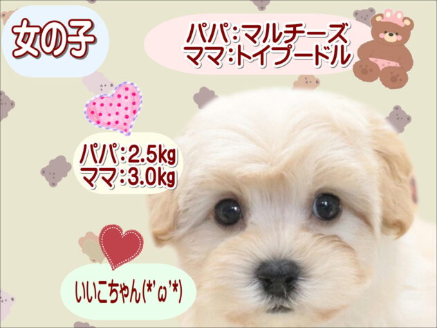 大阪府のハーフ犬・ミックス犬 (アミーゴ鳳店/2026年6月1日生まれ/女の子/クリーム)の子犬の1枚目の画像