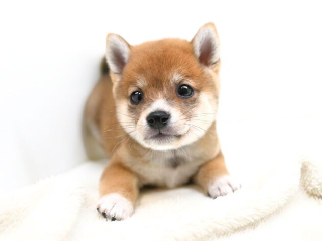 岡山県の豆柴 (アミーゴ大安寺店/2026年6月2日生まれ/男の子/赤)の子犬の3枚目の画像