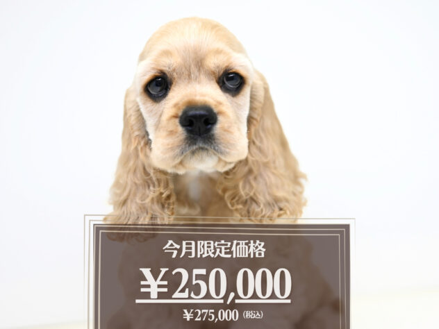 岡山県のアメリカンコッカースパニエル (アミーゴ大安寺店/2026年5月1日生まれ/女の子/バフ)の子犬の1枚目の画像