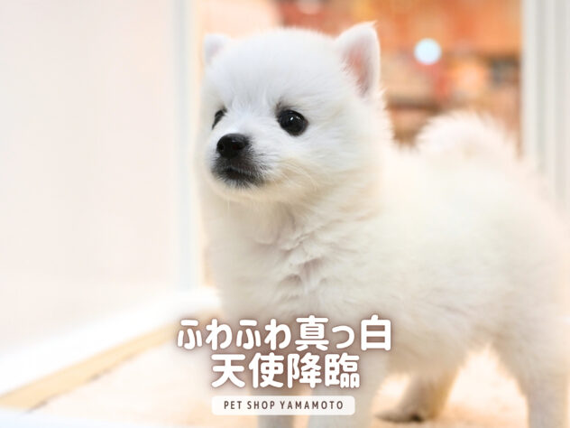 岡山県の日本スピッツ (アミーゴ大安寺店/2026年5月8日生まれ/女の子/ホワイト)の子犬の2枚目の画像