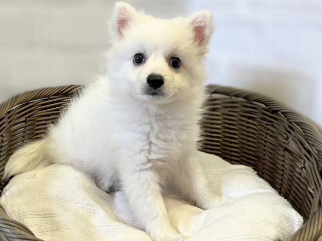 秋田県の日本スピッツ (アミーゴ秋田茨島店/2026年4月28日生まれ/女の子/ホワイト)の子犬