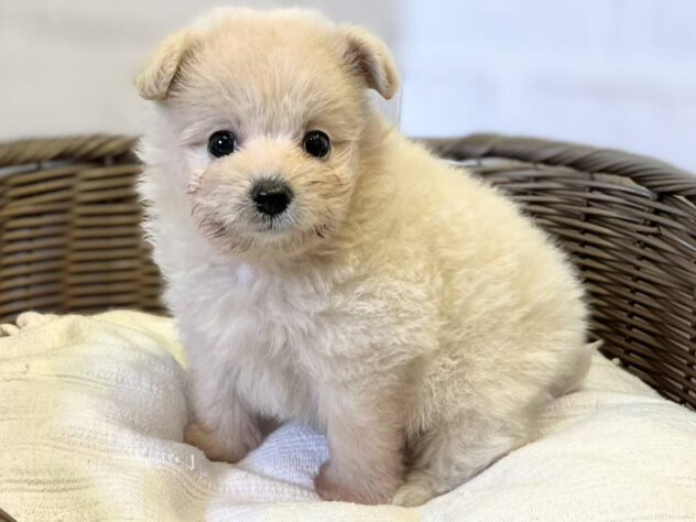秋田県のハーフ犬・ミックス犬 (アミーゴ秋田茨島店/2026年5月5日生まれ/男の子/クリームホワイト)の子犬