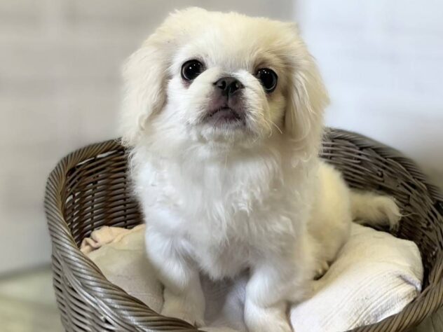 秋田県のペキニーズ (アミーゴ秋田茨島店/2026年3月2日生まれ/女の子/ホワイト)の子犬