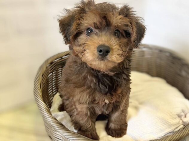 秋田県のハーフ犬・ミックス犬 (アミーゴ秋田茨島店/2026年4月17日生まれ/男の子/02 レッド系)の子犬