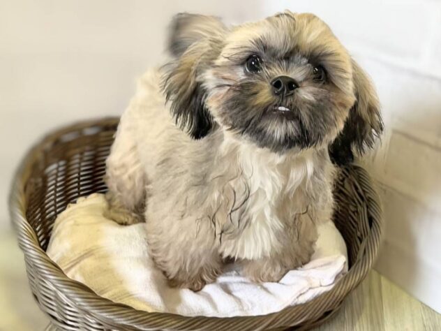 秋田県のハーフ犬・ミックス犬 (アミーゴ秋田茨島店/2026年3月1日生まれ/女の子/フォーン)の子犬