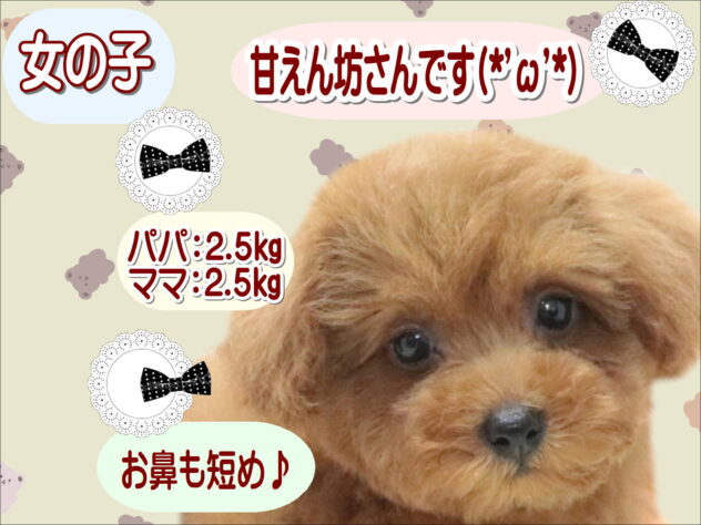 大阪府のトイプードル(トイ) (アミーゴ鳳店/2026年5月8日生まれ/女の子/レッド)の子犬の1枚目の画像