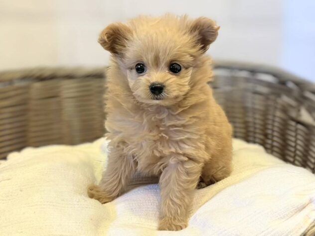 秋田県のハーフ犬・ミックス犬 (アミーゴ秋田茨島店/2026年6月2日生まれ/女の子/アプリコット)の子犬