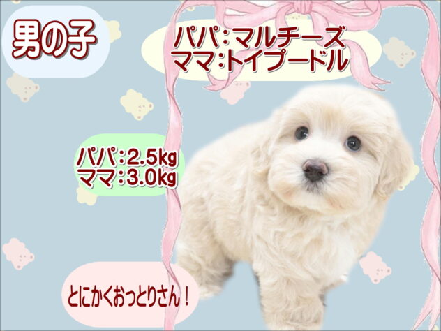 大阪府のハーフ犬・ミックス犬 (アミーゴ鳳店/2026年6月1日生まれ/男の子/クリーム)の子犬の1枚目の画像