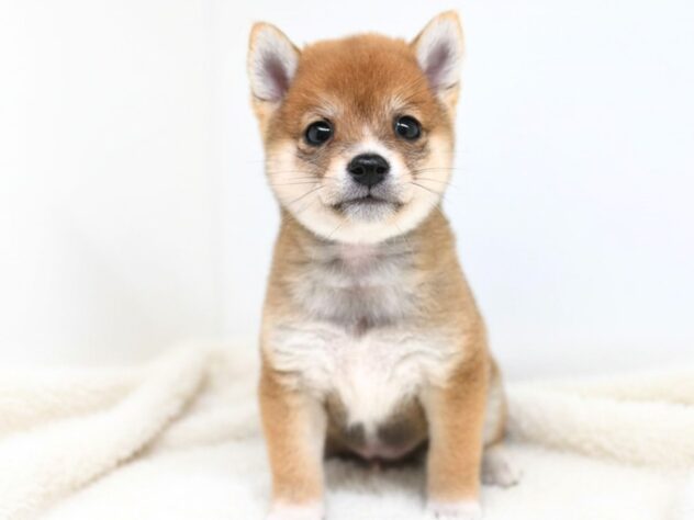 岡山県の豆柴 (アミーゴ大安寺店/2026年6月2日生まれ/男の子/赤)の子犬の2枚目の画像