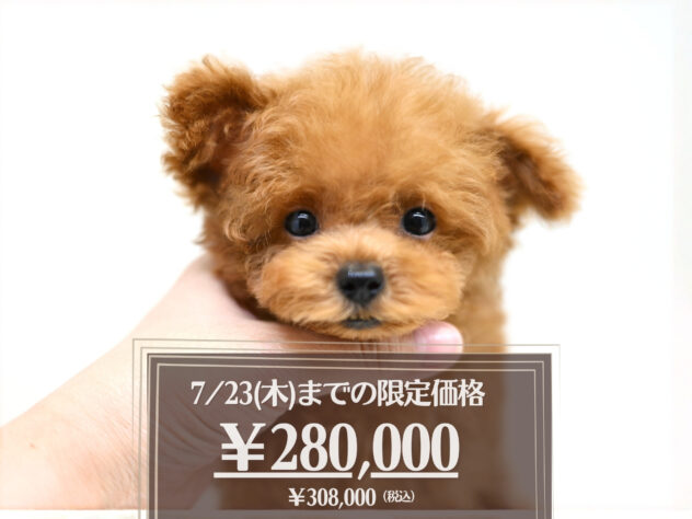岡山県のトイプードル(トイ) (アミーゴ大安寺店/2026年4月11日生まれ/男の子/レッドフォーン)の子犬の1枚目の画像