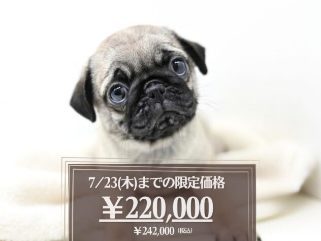 岡山県のパグ (アミーゴ大安寺店/2026年4月30日生まれ/女の子/フォーン)の子犬の1枚目の画像