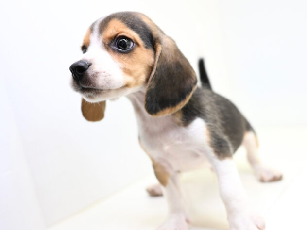 岡山県のビーグル (アミーゴ大安寺店/2026年5月20日生まれ/男の子/ブラックタンホワイト)の子犬の4枚目の画像